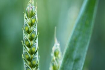 Agriculture Translation, Agriculture Interpreting