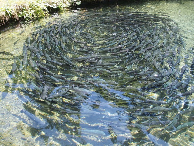 Fish Farming Industry Translator and Interpreter Services