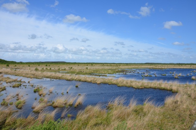 Water Conservation Interpreting & Translation
